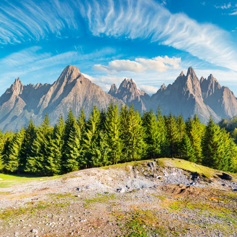 composite image of High Tatra mountains. spruce forest in front and gorgeous blue sky above. beautiful travel destination