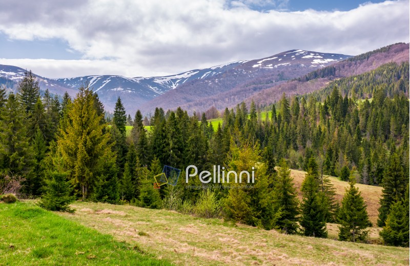 conifer forest on a rolling hills in springtime. beautiful mountainous landscape with cloudy sky