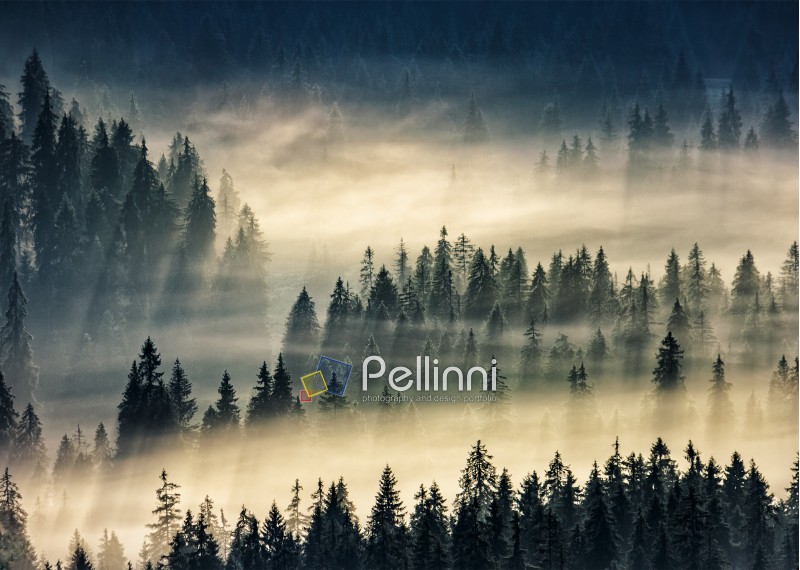 fir trees on a meadow down the will  to coniferous forest in foggy mountains