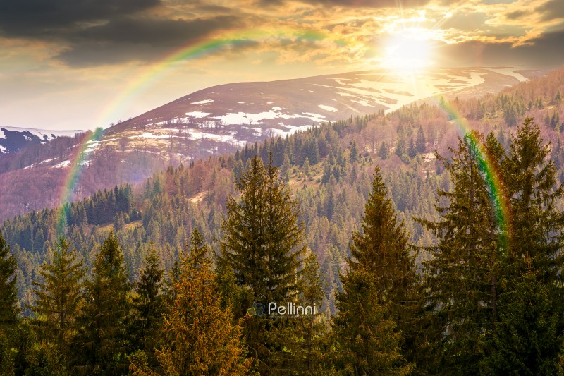 coniferous forest in mountain landscape in spring at sunset. lush green nature environment with cloudy sky in evening light. view of snow peaks. hope, expectation, new beginning and bright future