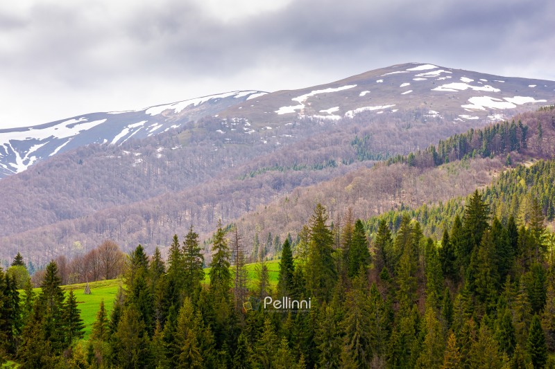 coniferous forest of carpathian mountain landscape in spring. lush green nature environment with cloudy sky. view of snow peaks. remote place for outdoor adventures. concept for wellness and escape