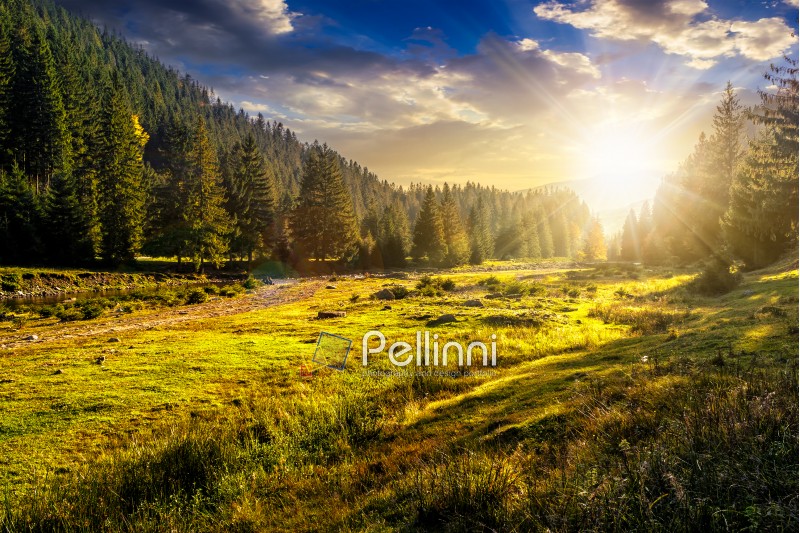slope of mountain range with coniferous forest on a meadow in evening light