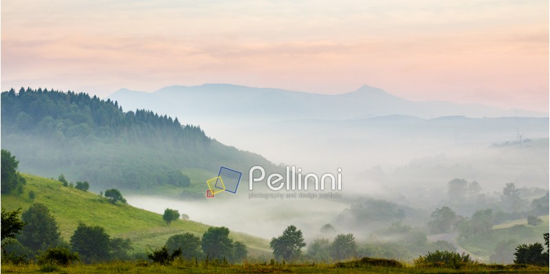 hillside of mountain rural area with coniferous forest and meadow in morning fog