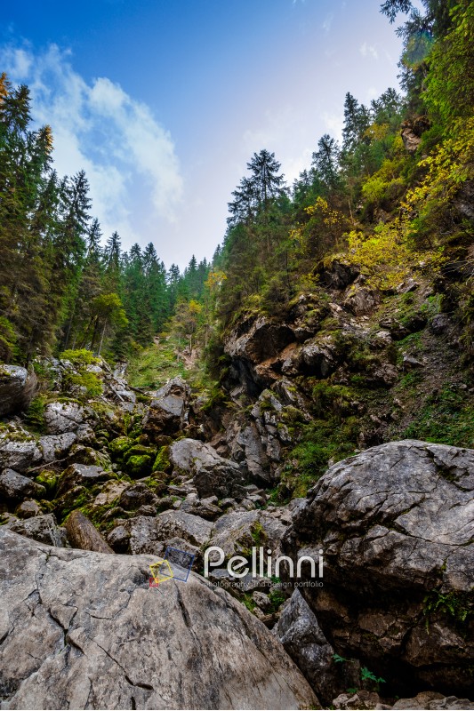 rocky hillside of mountain range with coniferous forest in Apuseni National Park in Romania