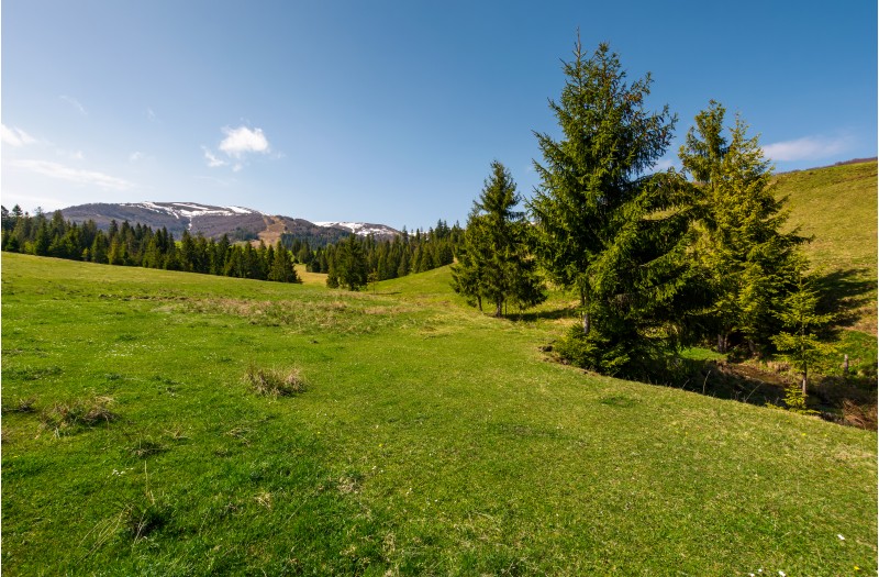 coniferous forest on a grassy hillside. lovely springtime scenery at the foot of Borzhava mountain ridge. location - Pylypets, TransCarpathian region, Ukraine