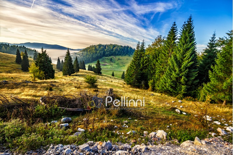 hillside with coniferous forest among the fog on a meadow in mountains of Romania