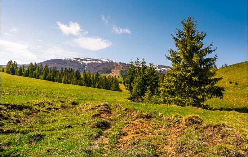 coniferous forest on the grassy slopes. beautiful springtime landscape of Ukrainian alps. mountain ridge with snowy tops in the distance
