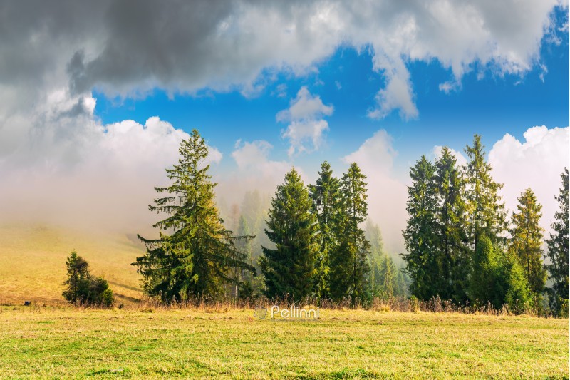 coniferous forest on the hillside in fog. fir behind the meadow with weathered grass. beautiful sunny autumn weather with cloudy sky