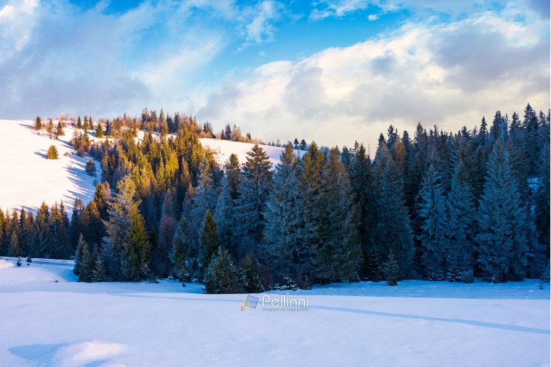 coniferous forest on the snowy slope at sunset