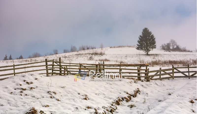 coniferous tree behind the wooden fence on snow covered meadow on foggy morning