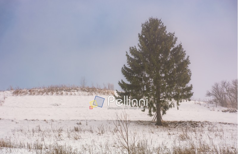 coniferous tree on snow covered meadow on foggy morning