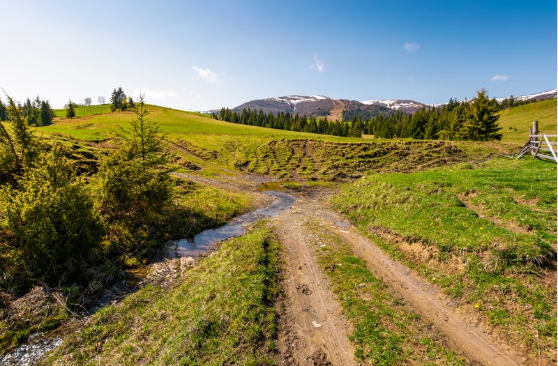country road across the brook among grassy fields. beautiful springtime landscape of Ukrainian alps. mountain ridge with snowy tops in the distance