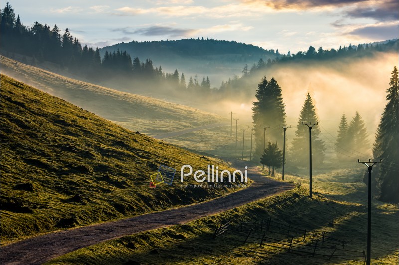 country road through foggy spruce forest on grassy hills. spectacular countryside landscape in mountains at sunrise