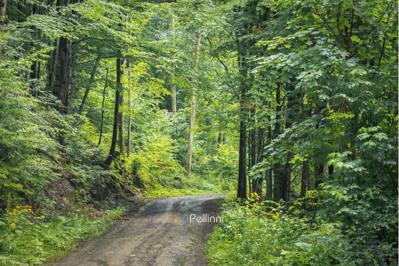 country road through forest. transportation background. summer nature scenery