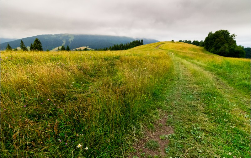 country road through grassy fields in mountains. lovely summer countryside on overcast day