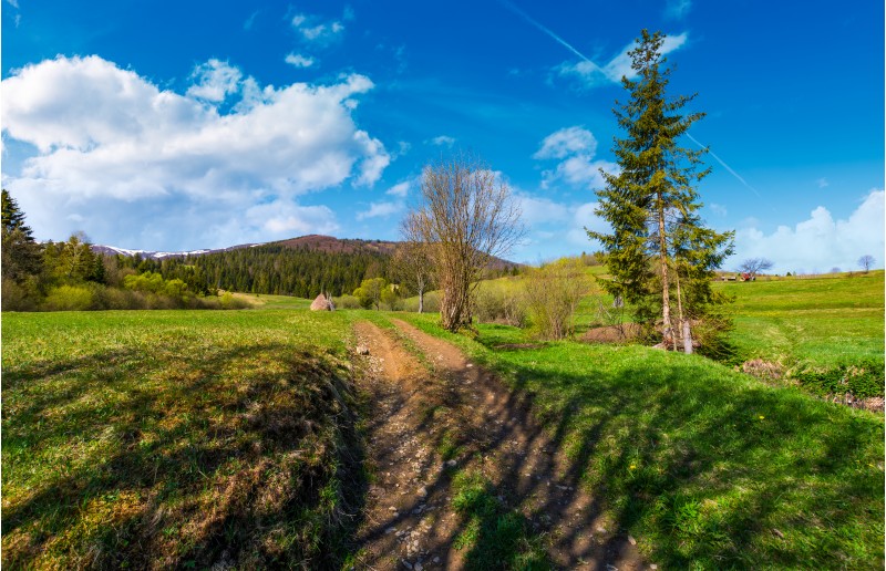 country road through rural fields in springtime. lovely nature scenery at the foot of the mountain with spruce forest and snowy tops