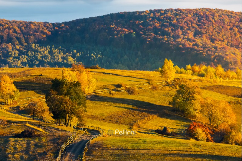 country road through rural fields on hill. lovely autumn weather. forest in colorful foliage