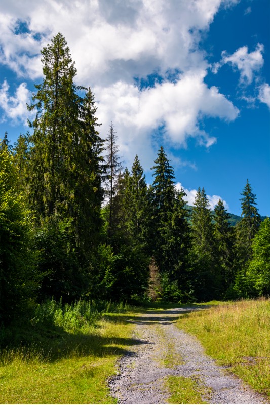 country road through spruce forest. lovely nature scenery on a fine summer day