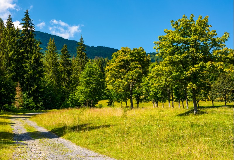 country road through the forest on a grassy meadow. beautiful summer landscape of Carpathians