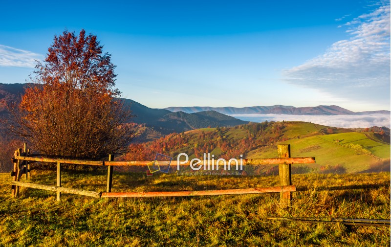 countryside area at foggy morning in autumn. lovely landscape with yellow trees and fence in mountains at sunrise