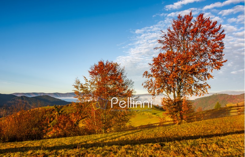 countryside area at foggy morning in autumn. lovely landscape with yellow trees and fence in mountains at sunrise