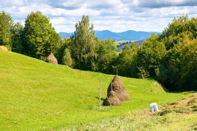 countryside landscape in carpathian mountains in summer. scenic view with trees and field in the valley of borzhava ridge. rural scenery with haystack on grassy hill under blue sky with clouds