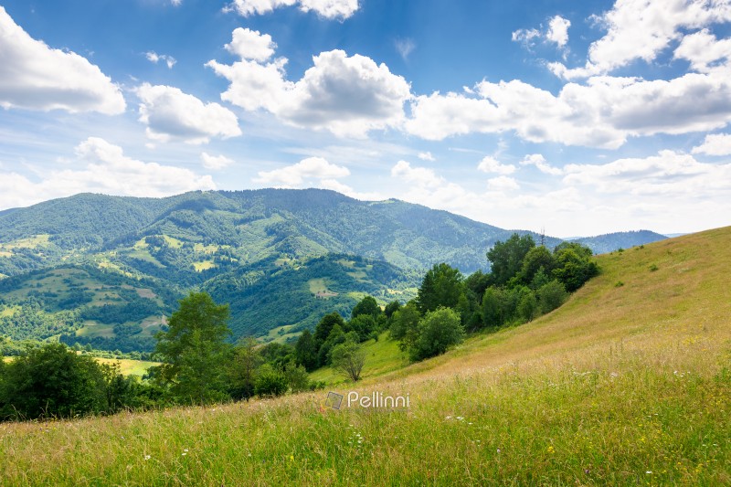countryside landscape in carpathian mountains of ukraine. stunning scenery with herbs on the field in summer. rolling hills in dappled light. clouds on the blue sky. trees on the hillside