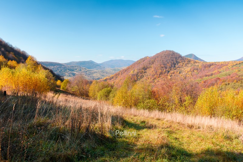 countryside landscape in mountains. beautiful view of carpathians with meadows rolling through forested hills. wonderful weather in autumn. deciduous trees in colorful foliage