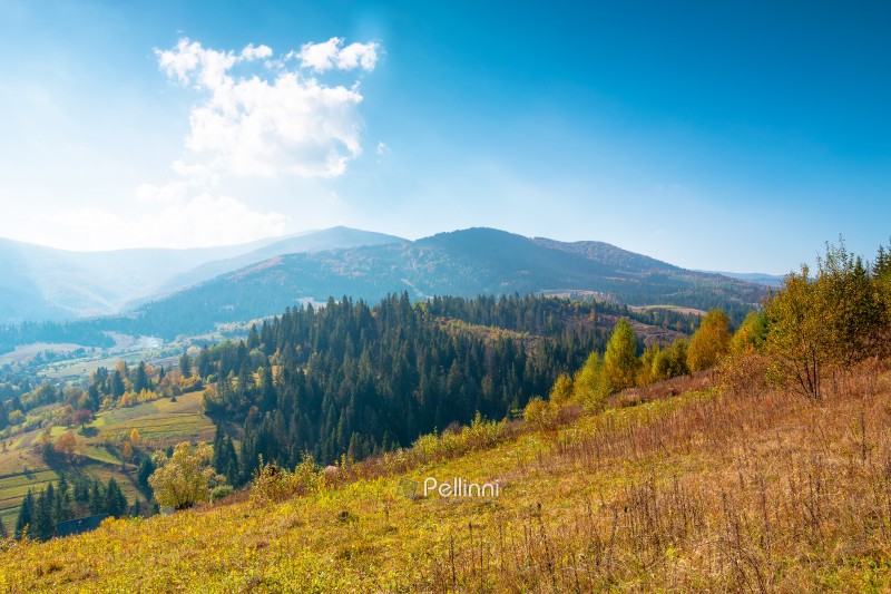 countryside mountain landscape in autumn. weathered grassy field on a hill near forest. rural outdoor adventure background. alpine highland of ukraine on a sunny afternoon
