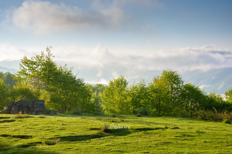 countryside mountain landscape with morning fog. alpine scenery of sunny transcarpathia under blue sky with clouds. forest behind the meadow on the edge of a hill. distant rural valley in mist