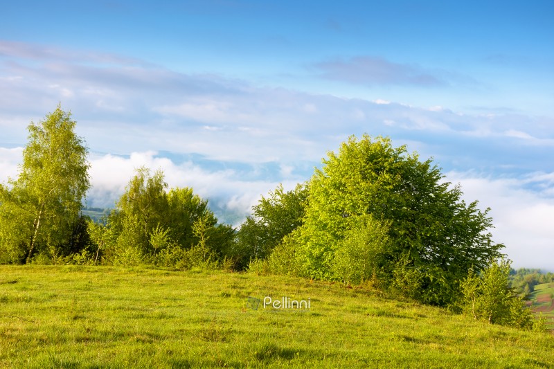 countryside mountain landscape with morning fog. alpine scenery of sunny transcarpathia under blue sky with clouds. forest behind the meadow on the edge of a hill. distant rural valley in mist