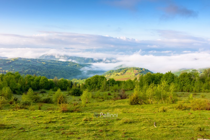countryside mountain landscape with morning fog. alpine scenery of sunny transcarpathia under blue sky with clouds. forest behind the meadow on the edge of a hill. distant rural valley in mist