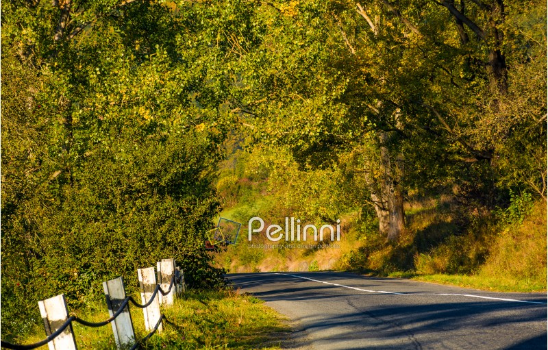 countryside road through forest. lovely early autumn atmosphere