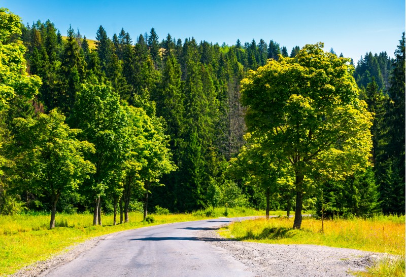 countryside road through forest. beautiful landscape on fresh summer morning