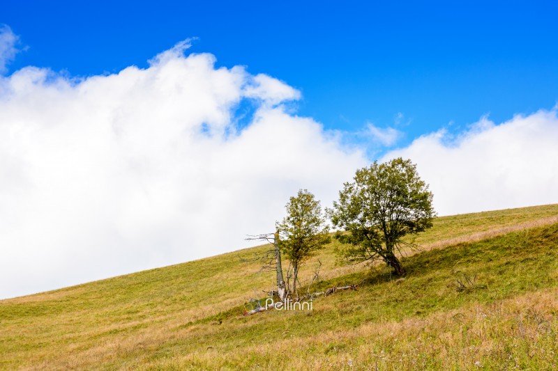 countryside scenery in autumn. single tree on the grassy hill in morning light. background with clouds on the blue sky. seasonal weather change in september