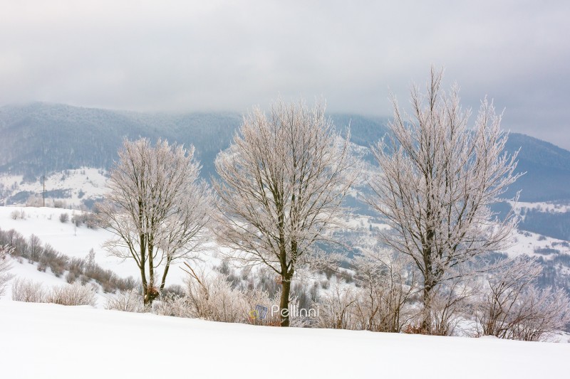 countryside scenery in winter. trees on snow covered hills. carpathian mountain landscape of ukraine on an overcast morning