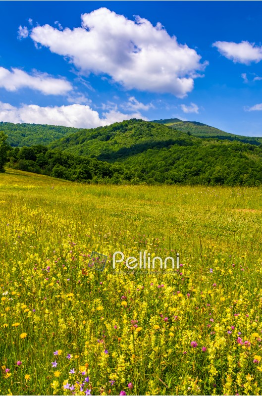 countryside summer landscape in mountains on fine weather day. grassy rural field with wild flowers near the forest on a hillside under blue sky with some clouds