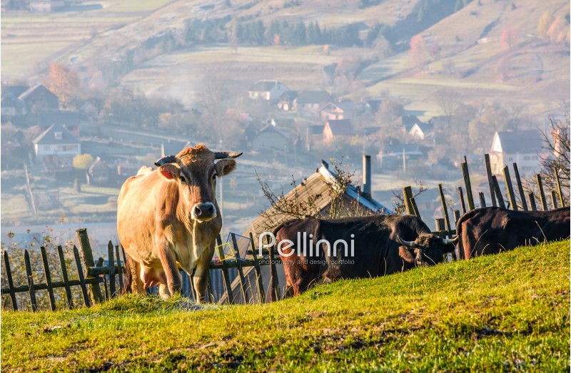cow go uphill near the fence on hillside. lovely rural scenery with village in valley on the background