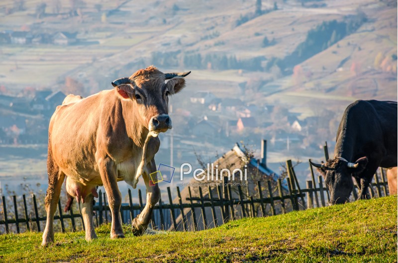 cow go uphill near the fence on hillside. lovely rural scenery with village in valley on the background