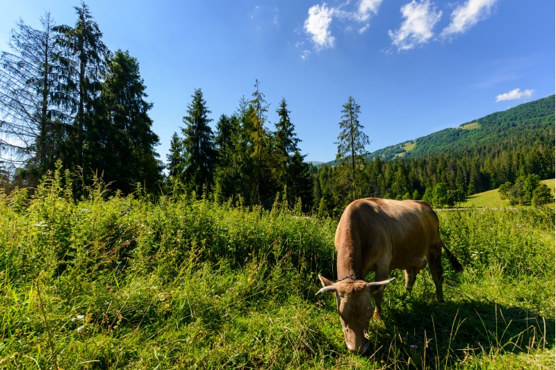cow grazing in a tall grass near the forest. beautiful summer scenery in mountains