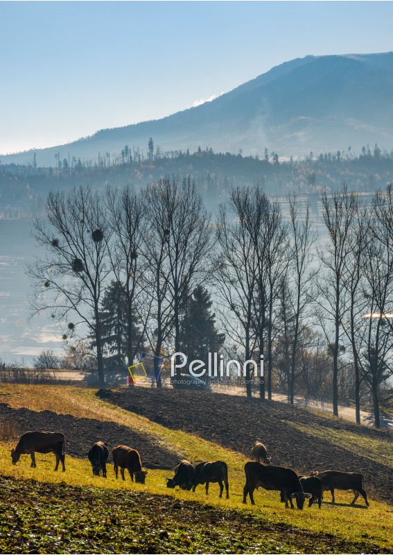 cow grazing on hillside in autumnal countryside. lovely scenery in Carpathian mountainous rural area