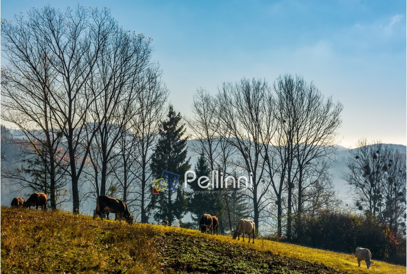 cow grazing near the trees on hillside in autumnal countryside. lovely scenery in Carpathian mountainous rural area