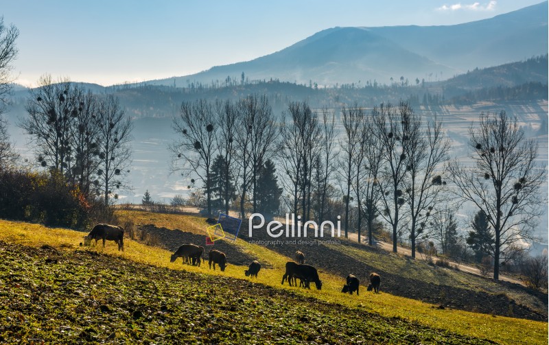 cow grazing on hillside in autumnal countryside. lovely agricultural scenery in Carpathian mountainous rural area