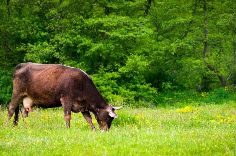 cow grazing on the grassy meadow near the forest. lovely rural scenery