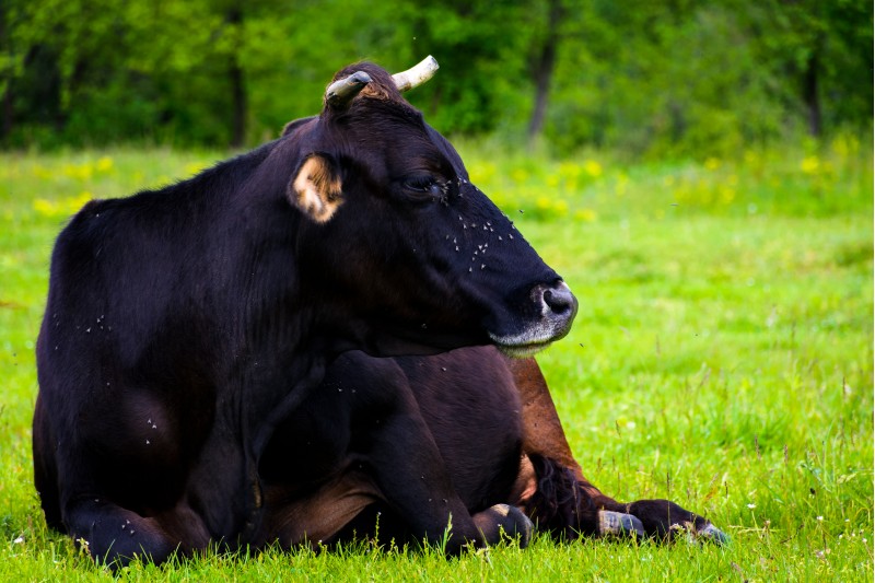 cow lay on the ground in the grass. animal distracted by flies