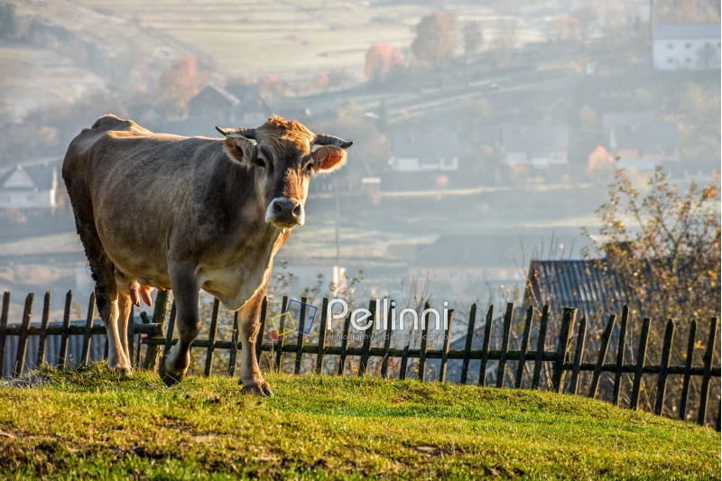 cow; rural; meadow; fence; village; autumn; sunrise; carpathians; grass; haze; warm; light; tree; yellow; countryside; animal; mammal; hill; farm; cattle; nature; pasture; field; tranquil; agriculture