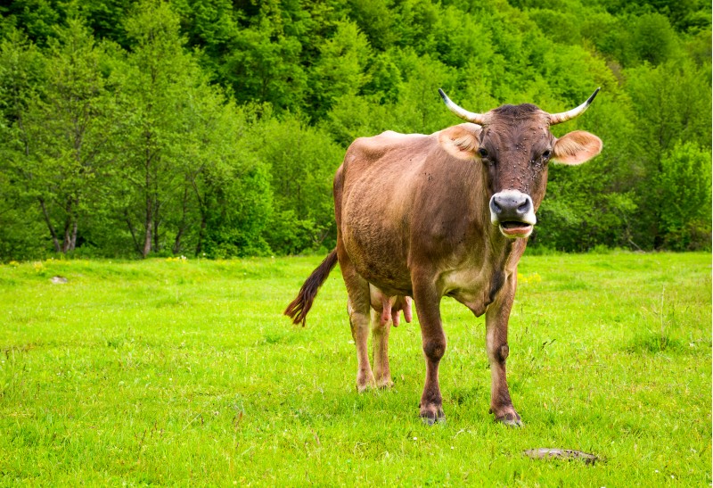 cow with flies on the face. animal in spring green environment