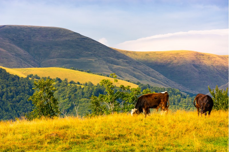 cows grazing near beech forest in mountains. lovely countryside landscape in summer