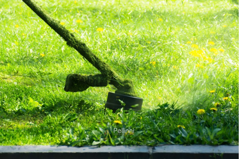 crazy grass cutting with brushcutter. head with nylon line cutting grass and dandelions in to small pieces. flying plant lumps. beautiful gardening background