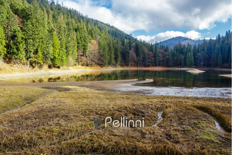 view on crystal clear lake with rocky shore near the pine forest at the foot of the  mountain